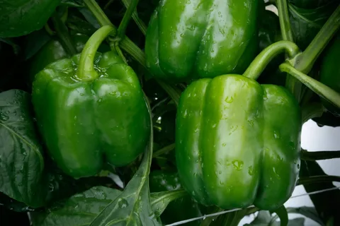 تصویر 4 از فلفل دلمه سبز گلخانه ای ترد آبدار بافت نرم مصرف خانگی